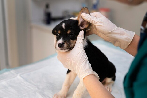 10 Common Pet Illnesses And Preventive Care